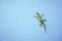Lizard on the wall of blue