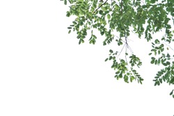 Green tree branch on a white background                     