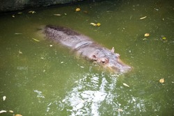 Big hippopotamus in the swamp in safari.