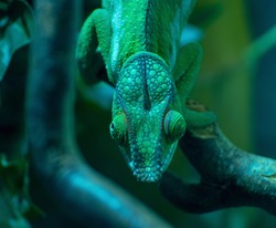 Chameleon runs on a branch