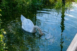 A swan dives its head into the water and seeks to eat something