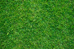 Green grass texture for background. Green lawn pattern and texture background. Top view of grass garden Ideal concept used for making green flooring.                                