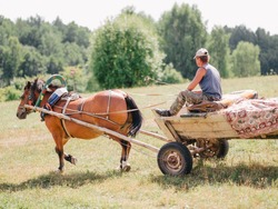 A man on old wooden cart pulled by one brown horse in a field. Village life in Belarus