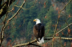 Bald Eagle in Canada.
