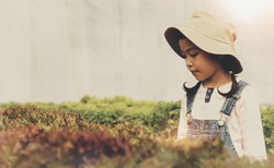 Asian little girl wearing a hat in an organic vegetable garden and a hydroponic vegetable garden is walking, paying attention to green leafy vegetables.