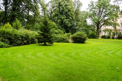 Green decorative garden. Neutral landscape with a green field. Landscape park.