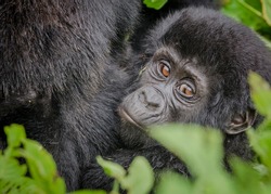 Mother and her baby gorilla, Nkuringo group, Bwindi Impenetrable National Park, Uganda