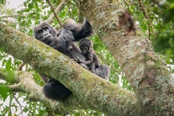 Female gorilla and her young of the Kyaguriro Family of Ruhija, Bwindi Impenetrable National Park, Uganda
