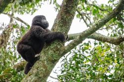 Juvenile gorilla of the Kyaguriro Family of Ruhija, Bwindi Impenetrable National Park, Uganda