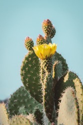Cactus flower as retro vintage background.  Prickly pear cactus in pastel tone