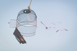 Birds flying out of cage to the blue sky.  The concept of lifting restrictions. Defocused photo with soft focus.