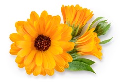 Calendula. Calendula flower with leaves isolated. Marigold top view on white. Calendula with clipping path.