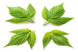 Raspberry leaf isolated. Green raspberry leaves isolate on white. Leaves set white background. Collection.