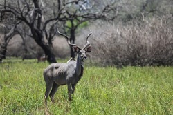 A male adult kudu in the Selous Game Reserve, Tanzania