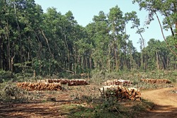 Stacks of tree logs while clearing forest by cutting trees in a forest in Kerala, India