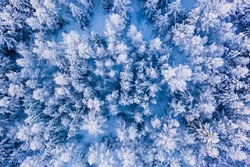 Pine and fir trees covered in snow close up. Forest in snow, aerial landscape. Christmas is coming