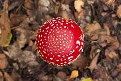 Amanita muscaria mushroom in autumn forest texture, top view. Bright red Fly agaric wild mushroom in fall dry leaves