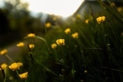 Yellow Flowers In Green Field With Sun Setting In Background