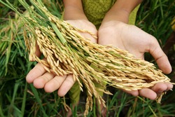 World food security, a global problem, famine at africa, children need to help, poor people need food to live, kid hand with sheaf of paddy on Asia rice field