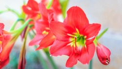 Beautiful Hippeastrum johnsonii bury flower or red flower