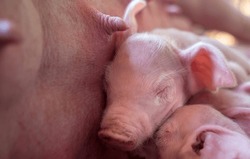 A week-old piglet cute newborn sleeping on the pig farm with other piglets, Close-up