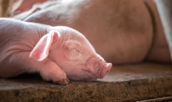 A week-old piglet cute newborn sleeping on the pig farm with other piglets, Close-up