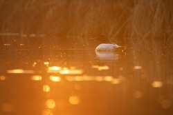 Goosander swimming in the pond at Stromovka park.  Common merganser  during sunset with beautiful warmth  orange background.