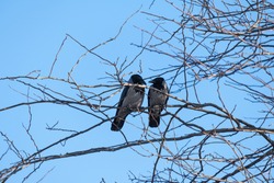 crows in tree branch, raven - bird
