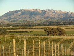 Vineyards (in Waipara, New Zealand)