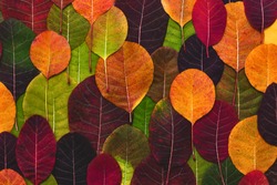 Colorful and bright background made of fallen autumn leaves. Flat lay.