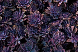 Succulents at Night