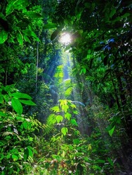 natural vertical jungle landscape of green rainforest with sunray