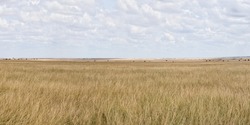 panoramic scenery of savanna grassland ecology at Masai Mara National Reserve Kenya