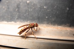 Large Wasp Cleaning Itself Antenna Brown and Yellow on Dirty Window