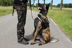 A Belgian shepherd Malinois military dog listening to his maitre in a sitting position