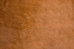 Natural brown fur texture. Natural brown fur texture. Animal fur close-up as background. Abstract fur pattern. Soft surface texture.