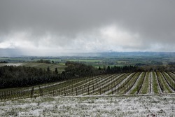 A late April snow dusts an Oregon vineyard in spring, green grass showing under the white, rows aligned across the hills.