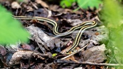 View of a yellow and black coloured Garter snake on the ground.