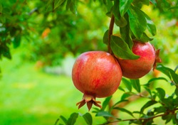 Ripe Colorful Pomegranate Fruit on Tree Branch. The Foliage on the Background
