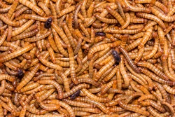 worm Larvae of insects