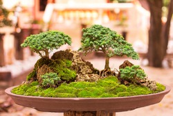 Collected tree bonsai