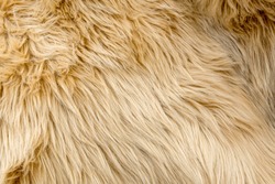 Beige wool texture background. Natural fluffy fur sheep wool skin texture. for background and wallpaper