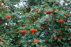Rowan tree, close-up of bright rowan berries on a tree. Selective focus