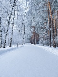Winter vertical landscape. Trees covered with snow in a winter forest. Winter road