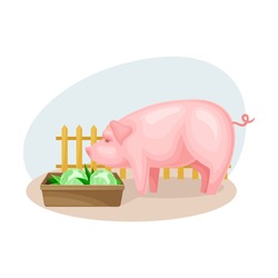 Pig in Cattle Pen or Pennage Eating Cabbage Vector Composition
