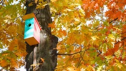 Birdhouse in autumn park. Autumn Birdhouse. Colorful wooden birdhouse with a light orange on the tree in the forest