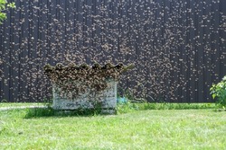 A large swarm of bees flies into an old abandoned hive. Migration of bees. Wild bees. A swarm of flies. Honey Bee (Apis mellifera)