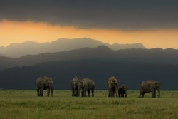 Elephant Herd at Corbett National Park 