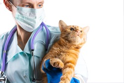 A veterinarian holds a bright red cat in his arms. Animal Health Concept.