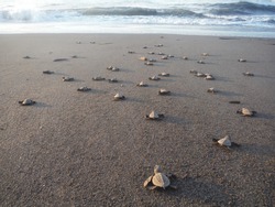 baby turtles walking towards the ocean after hatching, EL PAREDON, GUATEMALA, October 2015